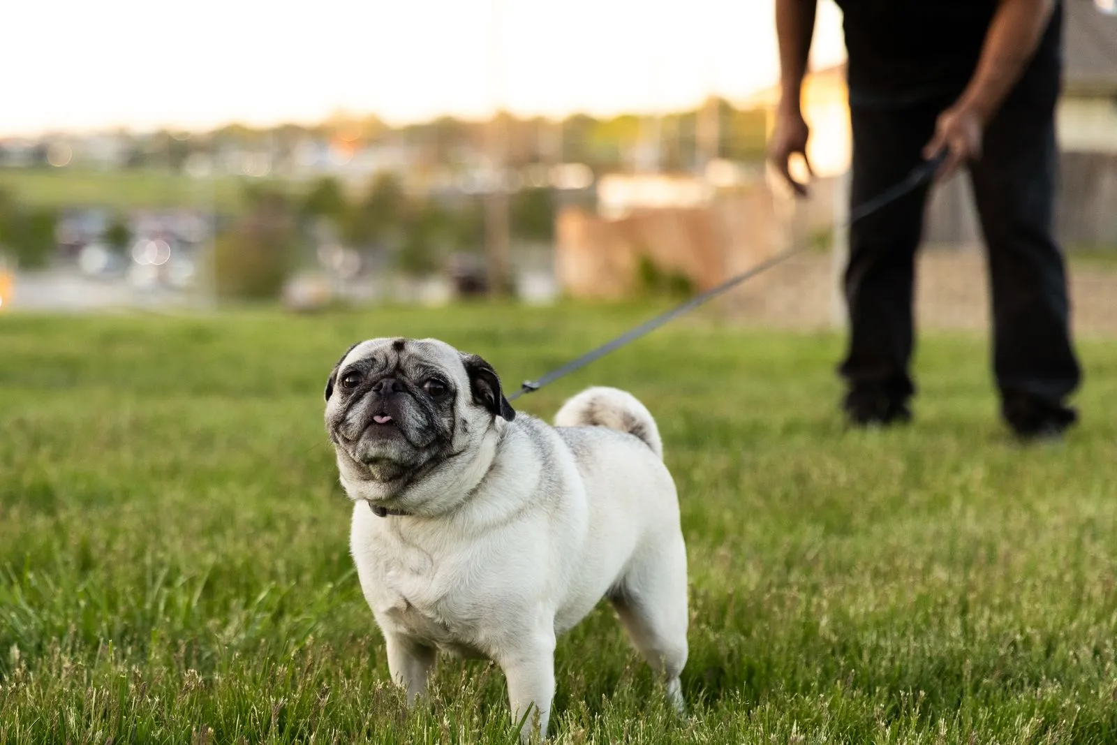 A happy pug on a leash enjoying a walk in a scenic park setting with its owner.
